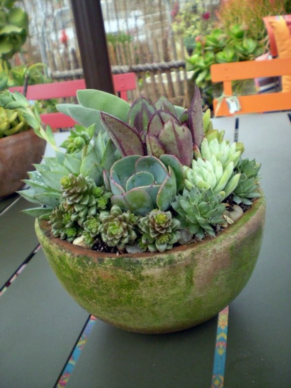 35 wonderful decoration ideas for the garden with succulents