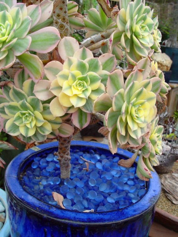 35 wonderful decoration ideas for the garden with succulents