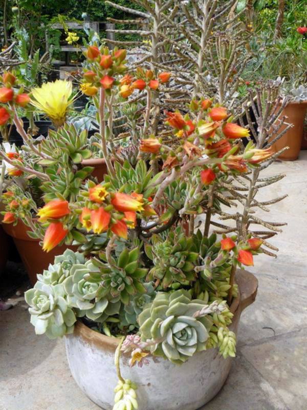 35 wonderful decoration ideas for the garden with succulents