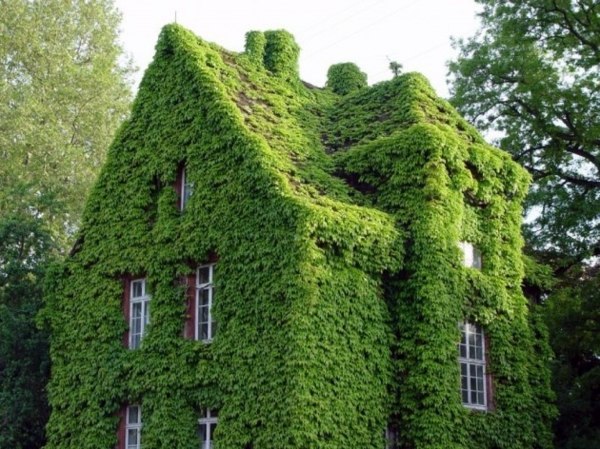 30 Incredible Vertical Gardens and green walls to admire