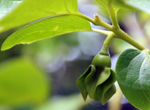 Landscaping Tricks and tips for a healthy and attractive garden