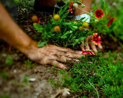 Landscaping Tricks and tips for a healthy and attractive garden