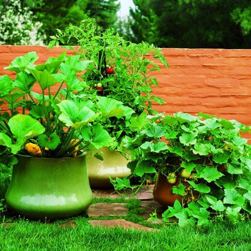 Landscaping Tricks and tips for a healthy and attractive garden