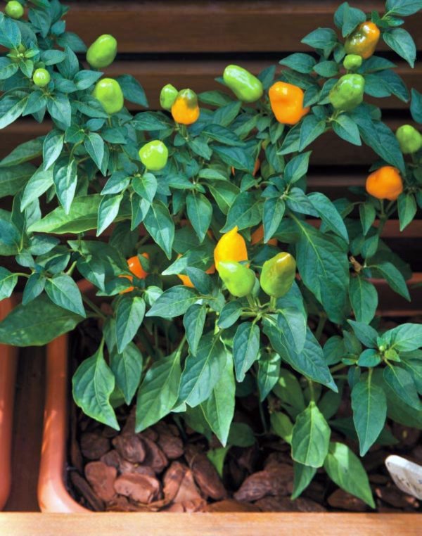 Create a vertical garden for your home by wooden panels Create a vertical garden for your home by wooden panels