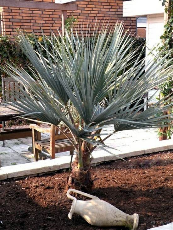 Mediterranean Garden - this is an achievable goal in Germany?