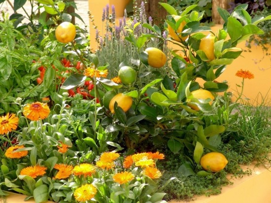 Mediterranean Garden - this is an achievable goal in Germany? Mediterranean Garden - this is an achievable goal in Germany?