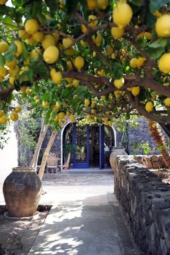 Mediterranean Garden – this is an achievable goal in Germany