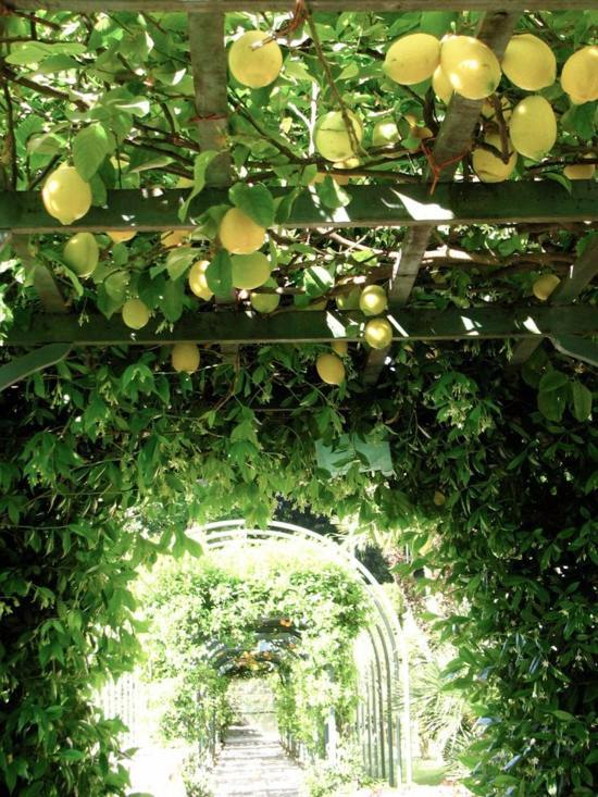 Mediterranean Garden - this is an achievable goal in Germany?