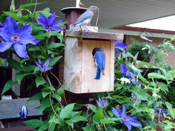 Build bird house itself - DIY instructions and 40 ideas for you Build bird house itself - DIY instructions and 40 ideas for you