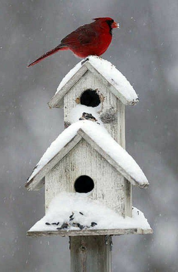 Build bird house itself - DIY instructions and 40 ideas for you Build bird house itself - DIY instructions and 40 ideas for you