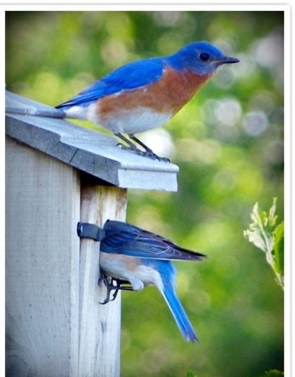 Build bird house itself - DIY instructions and 40 ideas for you Build bird house itself - DIY instructions and 40 ideas for you