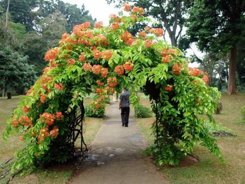 Cool garden design with Rose Arch Cool garden design with Rose Arch