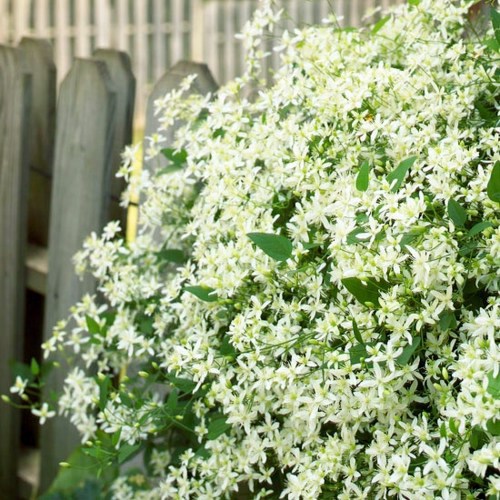 Beautiful white flowers for your garden Beautiful white flowers for your garden