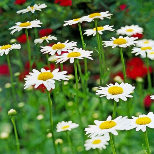 Beautiful white flowers for your garden Beautiful white flowers for your garden