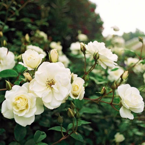 Beautiful white flowers for your garden Beautiful white flowers for your garden