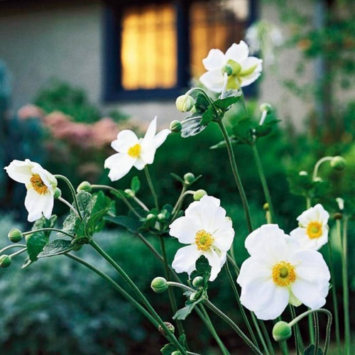Beautiful white flowers for your garden Beautiful white flowers for your garden