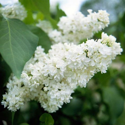 Beautiful white flowers for your garden Beautiful white flowers for your garden