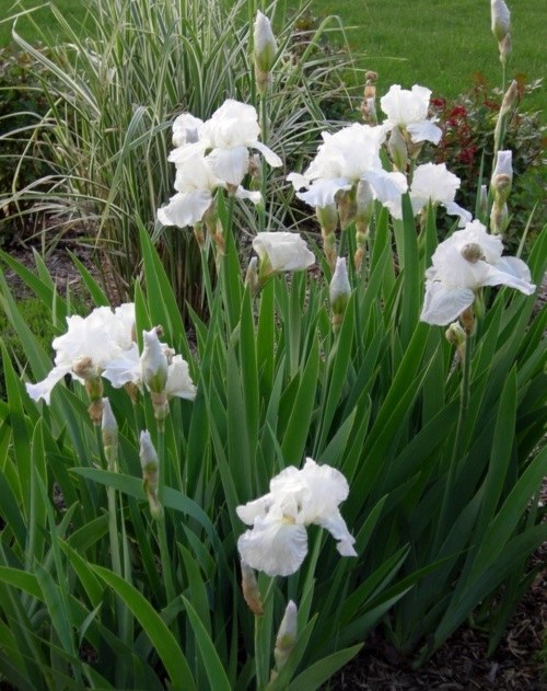 Beautiful white flowers for your garden Beautiful white flowers for your garden
