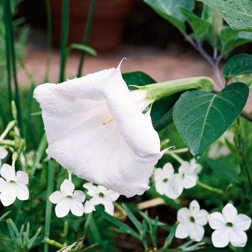 Beautiful white flowers for your garden Beautiful white flowers for your garden
