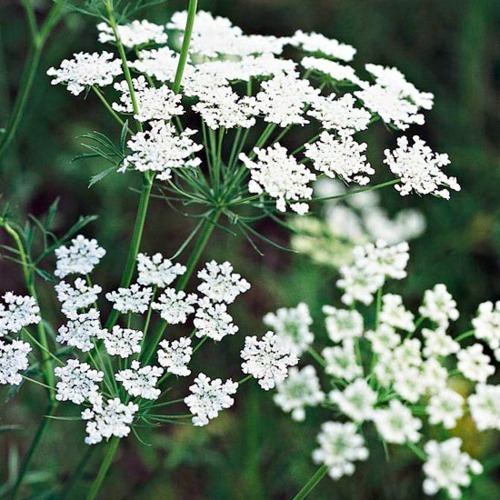 Beautiful white flowers for your garden Beautiful white flowers for your garden