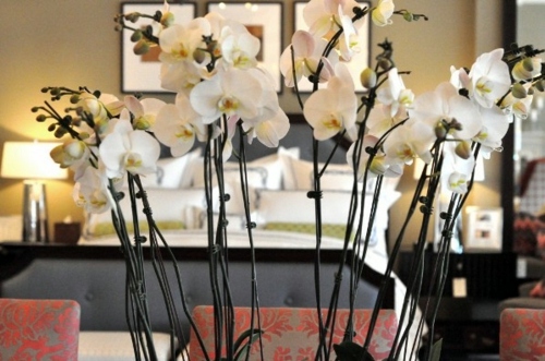 Elegant table decoration with orchid - tender and decoration: