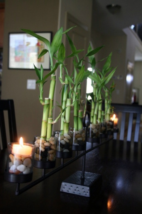 The easy-care lucky bamboo decoration - Enhance your style with the lucky bamboo