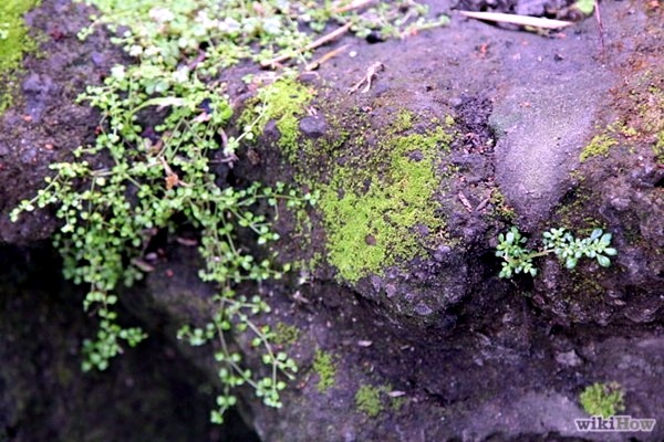 Create moss graffiti and host a "green" message Create moss graffiti and host a "green" message