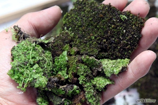 Create moss graffiti and host a "green" message Create moss graffiti and host a "green" message