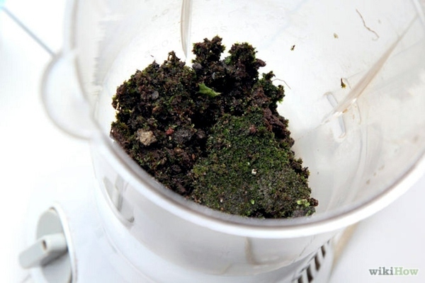 Create moss graffiti and host a "green" message Create moss graffiti and host a "green" message