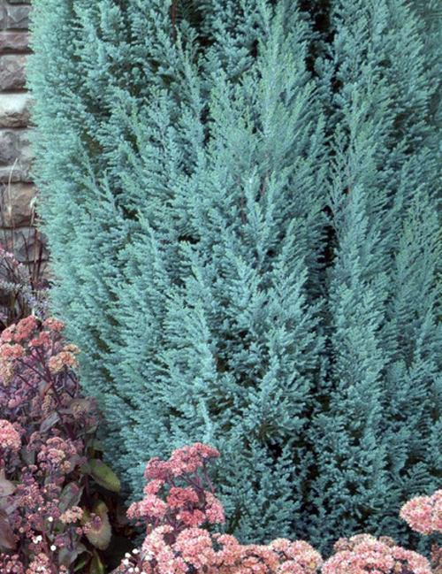 Minimalist garden design with blue gray and purple colors