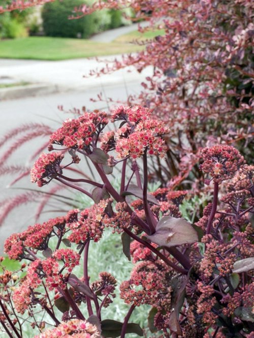 Minimalist garden design with blue gray and purple colors