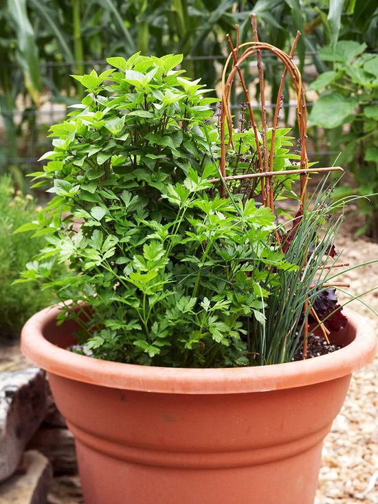 20 interesting, fresh ideas for growing vegetables in containers 20 interesting, fresh ideas for growing vegetables in containers