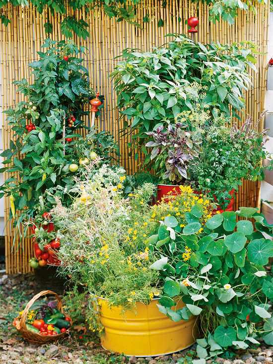 20 interesting, fresh ideas for growing vegetables in containers 20 interesting, fresh ideas for growing vegetables in containers