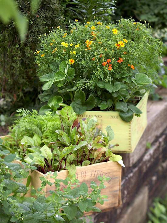 20 interesting, fresh ideas for growing vegetables in containers