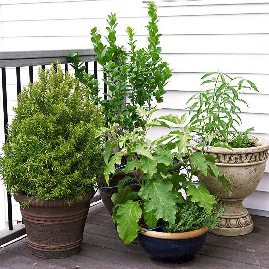 20 interesting, fresh ideas for growing vegetables in containers