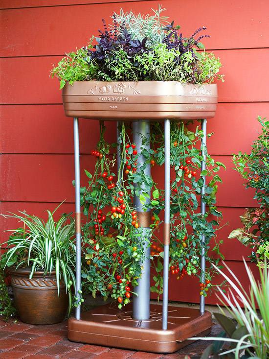 20 interesting, fresh ideas for growing vegetables in containers