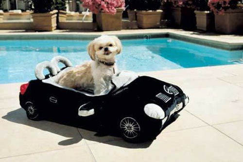The pampered pooch: Cheeky attractive furniture for pets The pampered pooch: Cheeky attractive furniture for pets