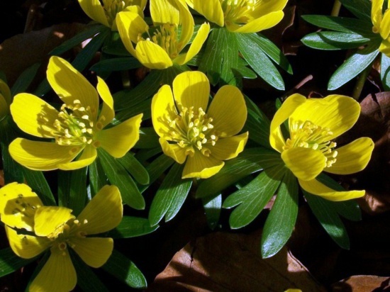 Landscaping in winter - 6 flowers for great colors