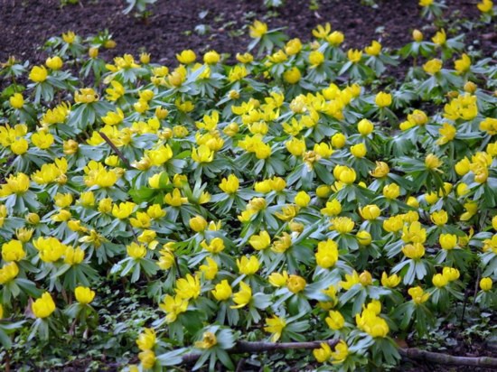 Landscaping in winter - 6 flowers for great colors