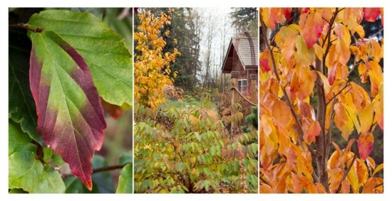 Landscaping in winter - 6 flowers for great colors