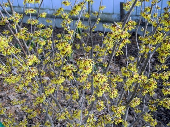 Landscaping in winter - 6 flowers for great colors