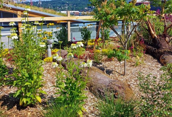 6 Mythical ideas about green roofs