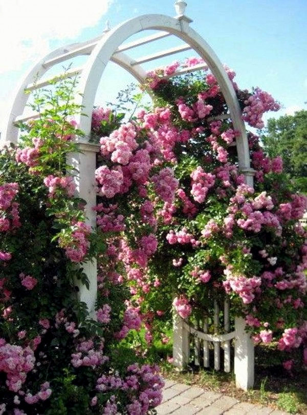 Pergola made of wood or metal for a southern flair in the garden Pergola made of wood or metal for a southern flair in the garden