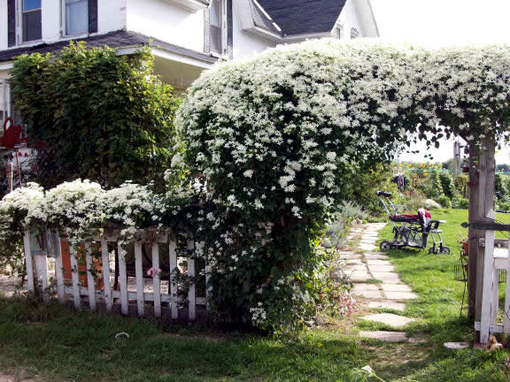 Pergola made of wood or metal for a southern flair in the garden Pergola made of wood or metal for a southern flair in the garden