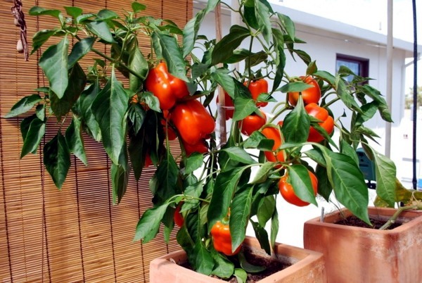Garten & Pflanzen - Edible flowers and plants in garden design - 9 Tips