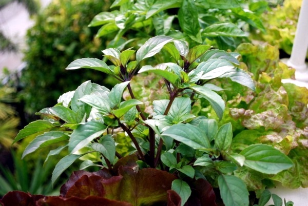 Edible flowers and plants in garden design - 9 Tips