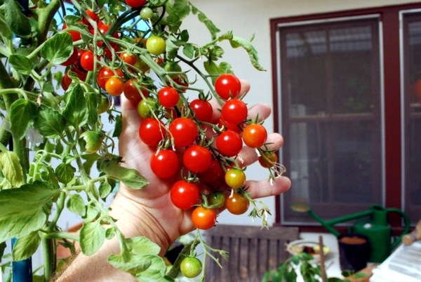 Edible flowers and plants in garden design - 9 Tips