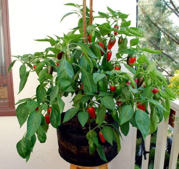 Edible flowers and plants in garden design - 9 Tips