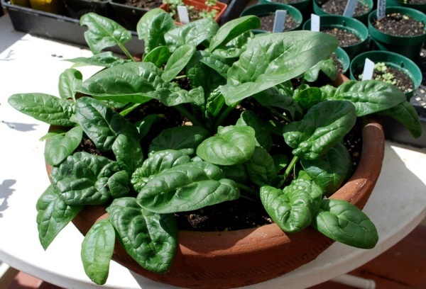 Edible flowers and plants in garden design - 9 Tips