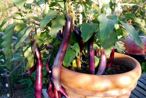 Edible flowers and plants in garden design - 9 Tips